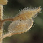 Alyssum strigosum