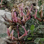 Astragalus spruneri
