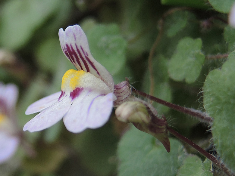 Cymbalaria microcalyx