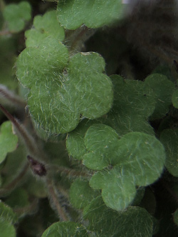 Cymbalaria microcalyx