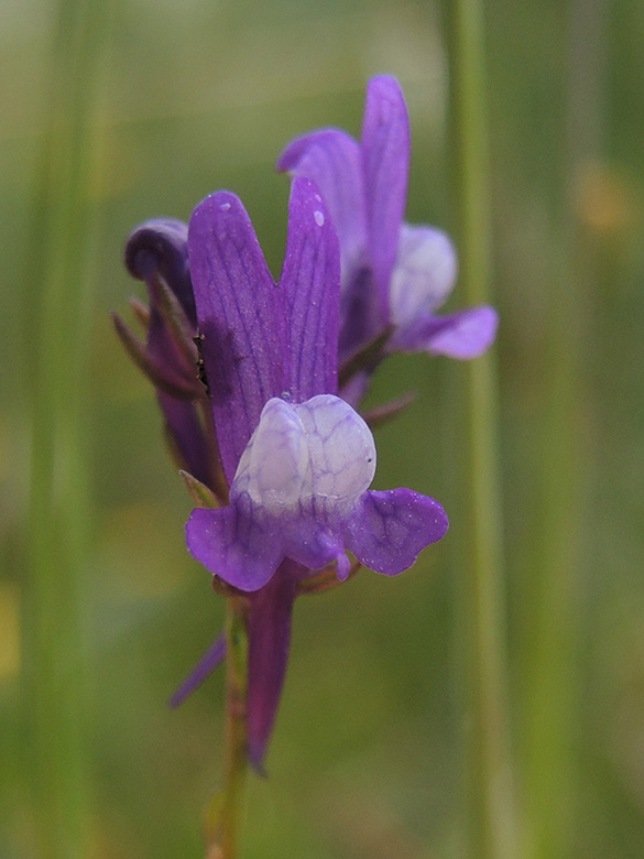 Linaria pelisseriana