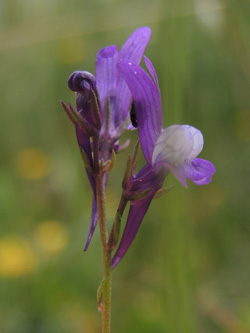 Linaria pelisseriana
