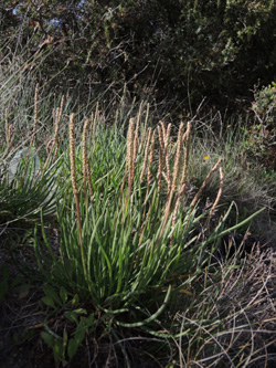Plantago crassifolia