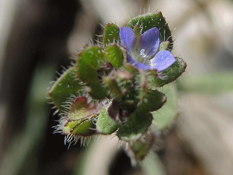 Veronica triloba
